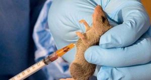 Lafiya: Hukumar NCDC Ta Ce Cutar Lassa Ta Kashe Mutane 37 A Nijeriya