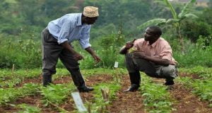 Raining Season: Farmers Urge Kaduna Govt. To Provide Fertilisers, Pesticides, Others