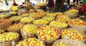 Cashew: Agriculture Minister Says Federal Government To Set Up Processing Plants In 4 States