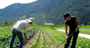 Agriculture: NAERLS To Build Capacity Of 360,000 Smallholder Maize, Soybeans Farmers