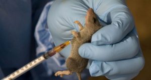 Lassa Fever: Expert Advises On Proper Storage Of Food Items