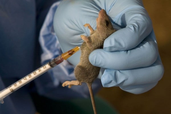 e37471b6-lassa-fever