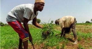 Nigerians Now Eat N1.2bn Local Rice Daily – RIFAN