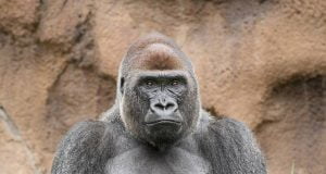 Kano Zoo: Nigerians React As Gorilla Swallows N6.8million