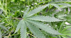 Drugs: UNODC Says Cannabis, Most Widely Used Substance In Nigeria In 2017