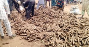 Cassava Brown Streak Disease: FG Raises Alarm Over New Viral Infection