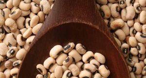 Agriculture: Nigeria Becomes First Country To Approve Biotech Cowpea — Report