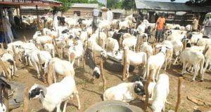 Eid-El-Kabir: Ram Sellers Lament Over Low Patronage In Kaduna