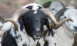 Eid-El-Kabir Festival: Cleric Cautions Muslims Against Slaughtering Deformed Animals