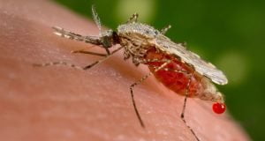 Malaria: FG Tasks Healthcare Workers On Professionalism