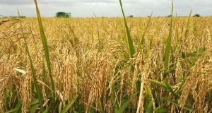 Rice: Farmers In Support Of Border Closure, Pledge Improved Production