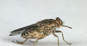 Trypanosomiasis: Federal Government To Release Millions Of Sterile Tsetsefly