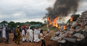 Narcotics: NDLEA Intercepts 500kg Of Cannabis, Destroys Farmland In Kwara