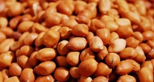 Groundnut: Association Calls For FG’s Intervention To Restore Days Of Pyramid
