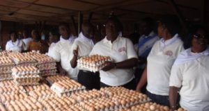 Egg Production: Association Urges FG To Assist Members To Access Funding In Liberal Term