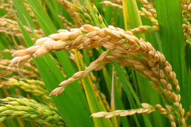 Rice: UNDP’S Agricultural Intervention Will Boost Production In Nigeria - Project Manager