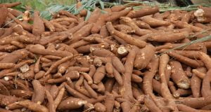 Cassava: Scientists Meet In Tanzania To Review Progress On Production