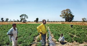 Ginger Farming: Organisation Partner Jaba LG For Improved Living Standard, Unemployment