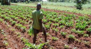 First Rain: Lagos Farmers Caution Against Early Planting