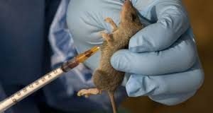 Lassa Fever: Case Toll Jumps To 92, As New Deaths Recorded In Bauchi, Ebonyi Lassa Fever: Foundation Canvasses Adherence To Preventive Measures