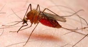 Malaria: Experts Say Disease Kills 4,500 Pregnant Women In Nigeria Annually Malaria: Experts Say Disease Kills 4,500 Pregnant Women In Nigeria Annually