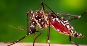 Experts, Say Malaria Killing More, Patients Afraid Of Hospital Because Of Covid-19