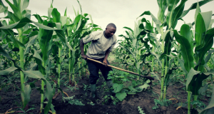 Food Security: Foundation Targets To Feed 4 Million Nigerian