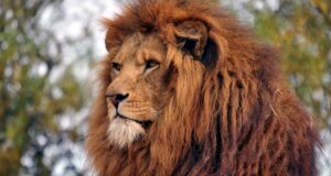 Tanzania: Lions Kill Three Children In Gorongoro Wildlife Reserve