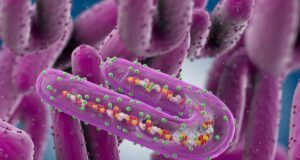 Marburg Virus: Nigeria At Low Risk, Says NCDC