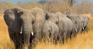 World Elephant Day: NCF Tasks FG On Ecotourism