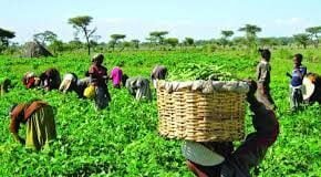 Food Security: Federal Government Disburses N300bn To Farmers