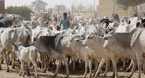Kaduna State Government Bans Transportation Of Livestock From, Into Kaduna –Commissioner