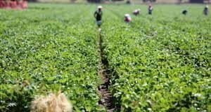 FG Replies Afenifere, Says Farm Estates Not Ruga, Ranches