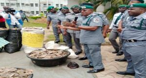 Customs Strike Force Impounds Pangolin Scales, Claws In Lagos