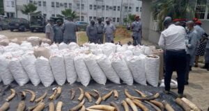 Customs Strike Force Impounds Pangolin Scales, Claws In Lagos