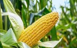 Agricultural: FG Accepts Genetically Modified Maize For Open Cultivation
