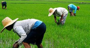 Rice: Experts, Stakeholders Call For Sustainability In Nigeria’s Local Production