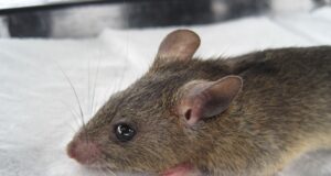 Lassa Fever: Case Toll Jumps To 92, As New Deaths Recorded In Bauchi, Ebonyi