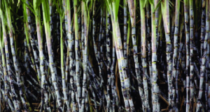 Sugar Irrigation: FG Launches $73m Intervention Fund For Programme