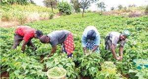 Food Crisis: Women Farmers Urge FG To Commence Food Voucher Intervention