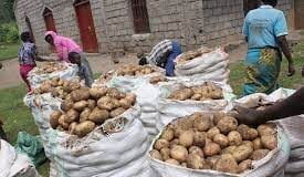 FG Begins Training Of Irish Potato Farmers On FBS/GAP, Targets 3,000