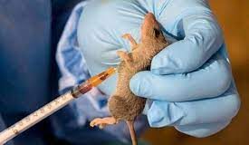 Lassa Fever: Federal Government Says Cases Now 4,632, As Death Toll Rises To 102,