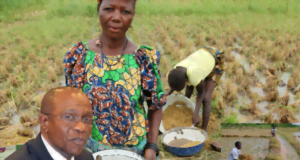 Paddy Production: Emefiele Says Apex Bank To Support Rice Mills