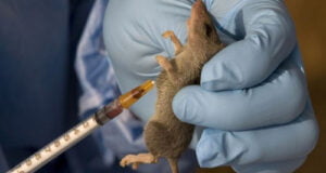 Lassa Fever: Disease Outbreak Kills 98 In 2 Months