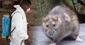 Lassa Fever: Nigeria Records Four New Deaths, As Toll Hits 127