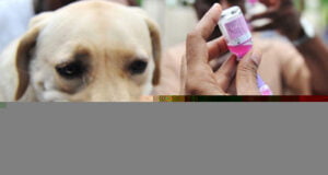 FG Moves To End Dog- Mediated Human Rabies By 2030