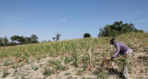 Kenya Lifts Ban On Genetically Modified Crops In Response To Drought