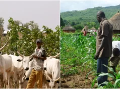 Many Killed In Benue Farmers-Herders Clashes