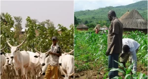 Many Killed In Benue Farmers-Herders Clashes