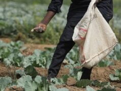Food Security: Bayelsa Govt. Approves Farming Days For Civil Servants. A farmer applies fertiliser on cabbages at a farm